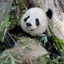 Pandas Nesting Ground