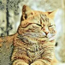 Nekodesu