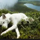 BayWolf