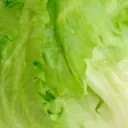 Lettuce