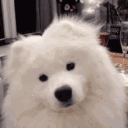 Noob Dogs