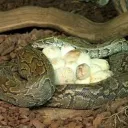 the snake nest