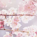 🌸Sakuritas Kawaiis y de kokoro🌸