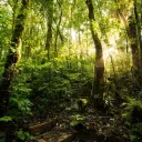 ~Evergreen Forest~