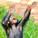 Monke Rights Activist