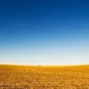 The Golden Plains