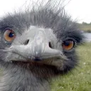 Emu Bot Habitat