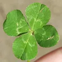 the clover patch
