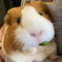 Guinea Garden Server Icon