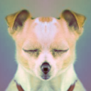 Pousada do CÃ£o Meditador Server Icon