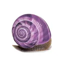 Snail Order