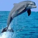 Dolphin Clan