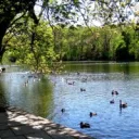The Duck Pond