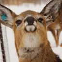Deer Cult