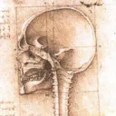 Anatomical-Art
