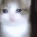 spicy cat memes
