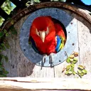 Parrot