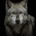 Aussie Wolf Pack
