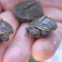 Turtles are cool