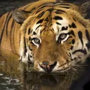 Tiger-coin