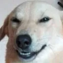 Doggo Milita