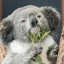 koala talk