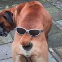 Doggo
