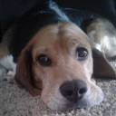 Beagle's Bagels - discord server icon