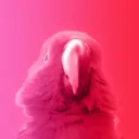 birbb