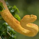 Snake fans