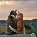 Walloom Frens