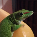 Fantasy Costco Server Icon