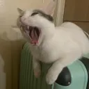 Chico