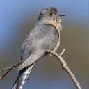 Replacement Avian Server