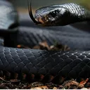 Black Mamba Gaming