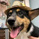 Corgi Land