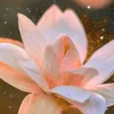 lotus (仮)