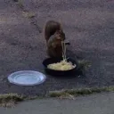Camp Despacito