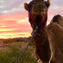 The Camel Club Server Icon