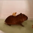 LaMadrigueradelosCarpinchos(Si... Discord Server Icon