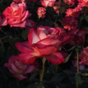 ~T H O T S~ Server Icon