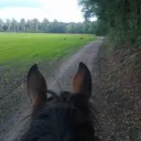 Paarden informatie