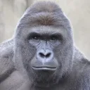 Le Zoo 🦍