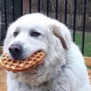Waffle fun 2