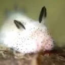 GraveSlugs
