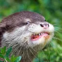 the otter squad