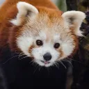 Red Panda UwU