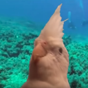 Birb Cafe Server Icon