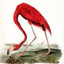 Natural Science Illustration