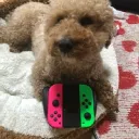 サーモン